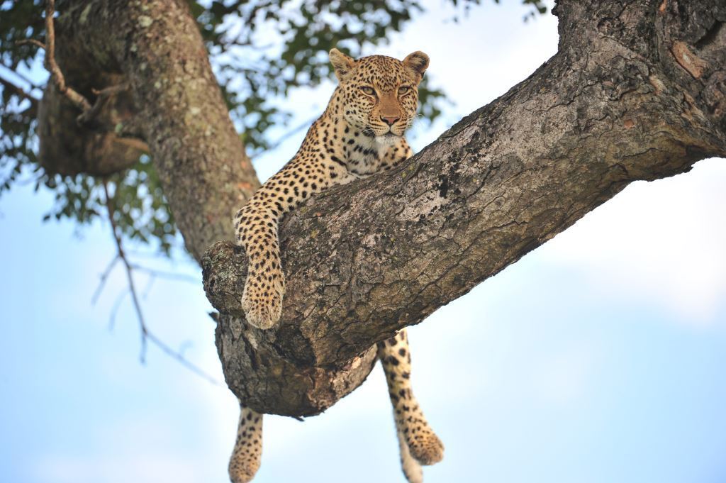 Tintswalo Celebrates a Year of Virtual Safaris