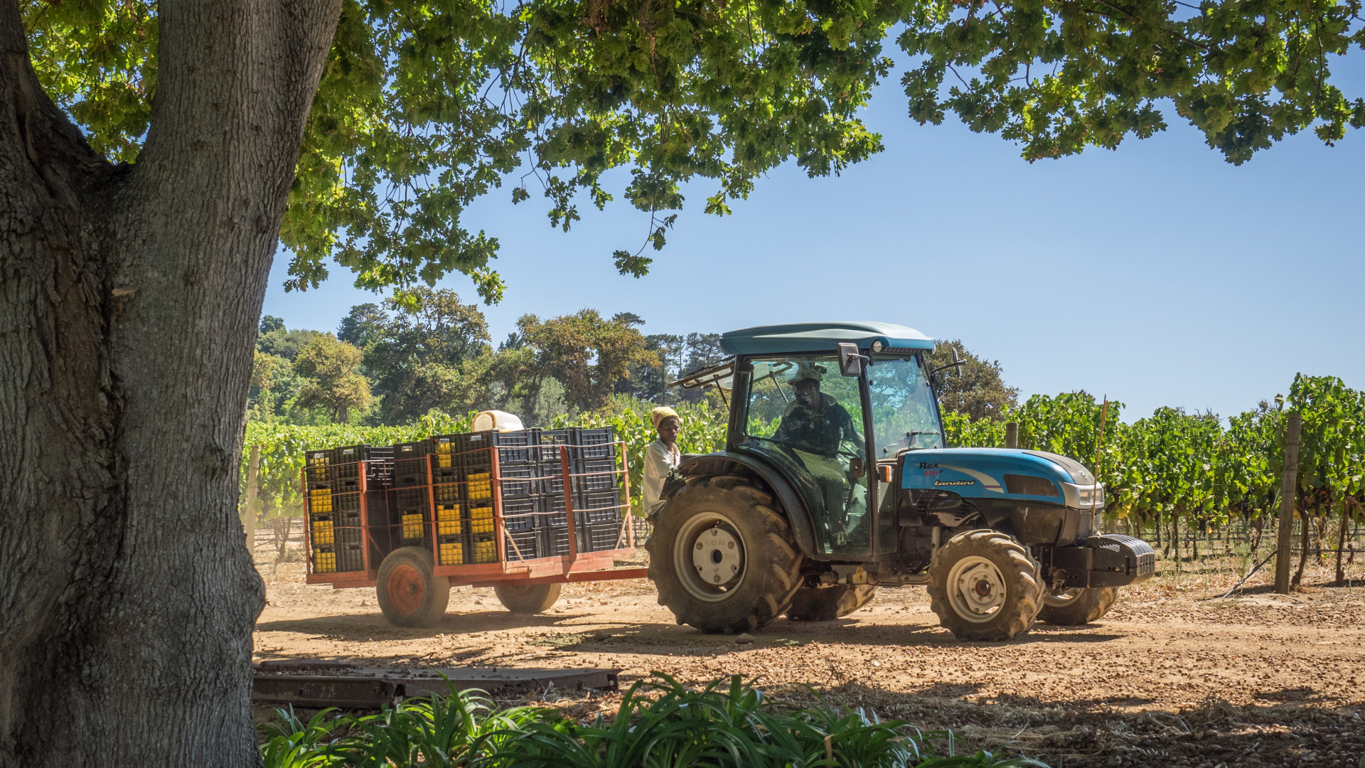 #150207_groot_constantia_006_fs